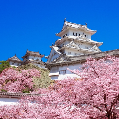 Il castello di&nbsp;Castello di Himeji con fiori di ciliegio in Giappone