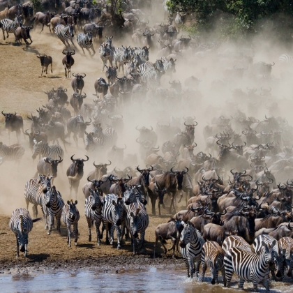 Gnu e zebre attraversano il fiume Mara